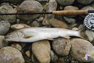 A high country bull trout